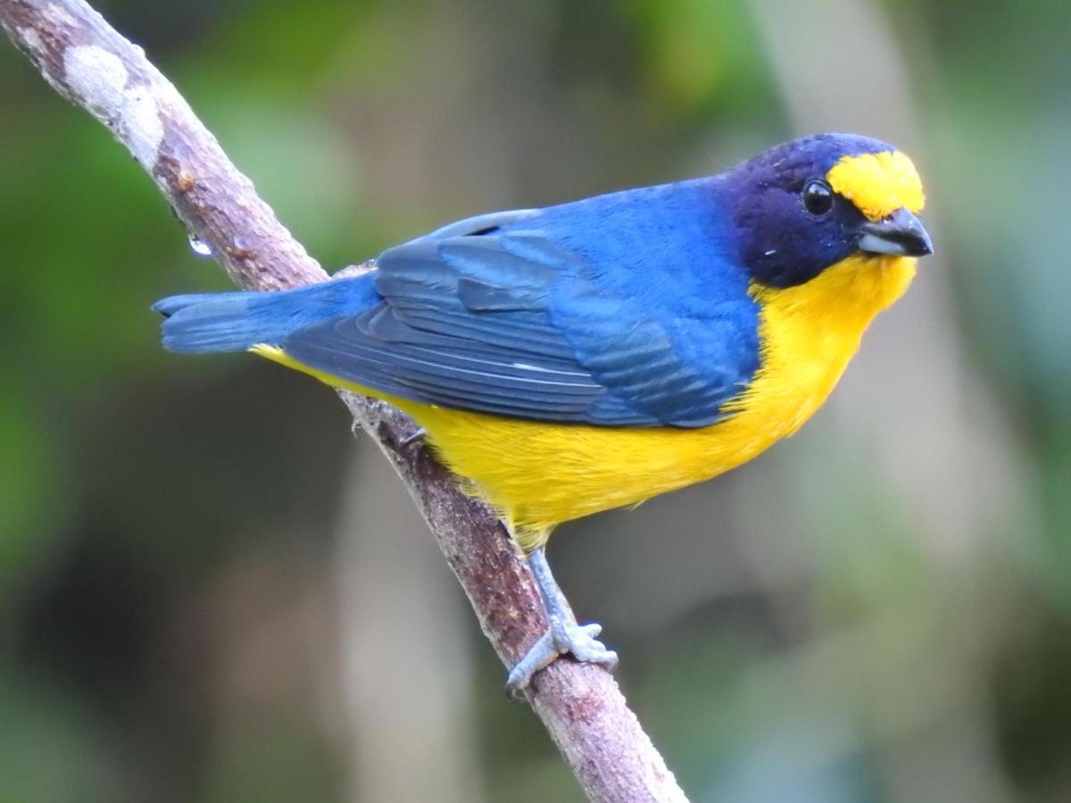 Arua Observacao De Vida Silvestre Praia do Forte Kültér fotó