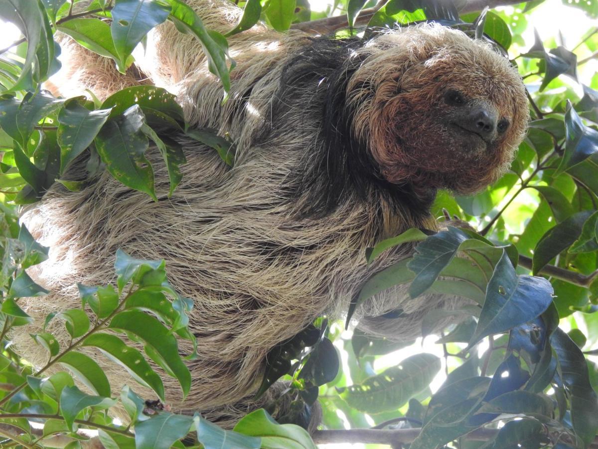 Arua Observacao De Vida Silvestre Praia do Forte Kültér fotó