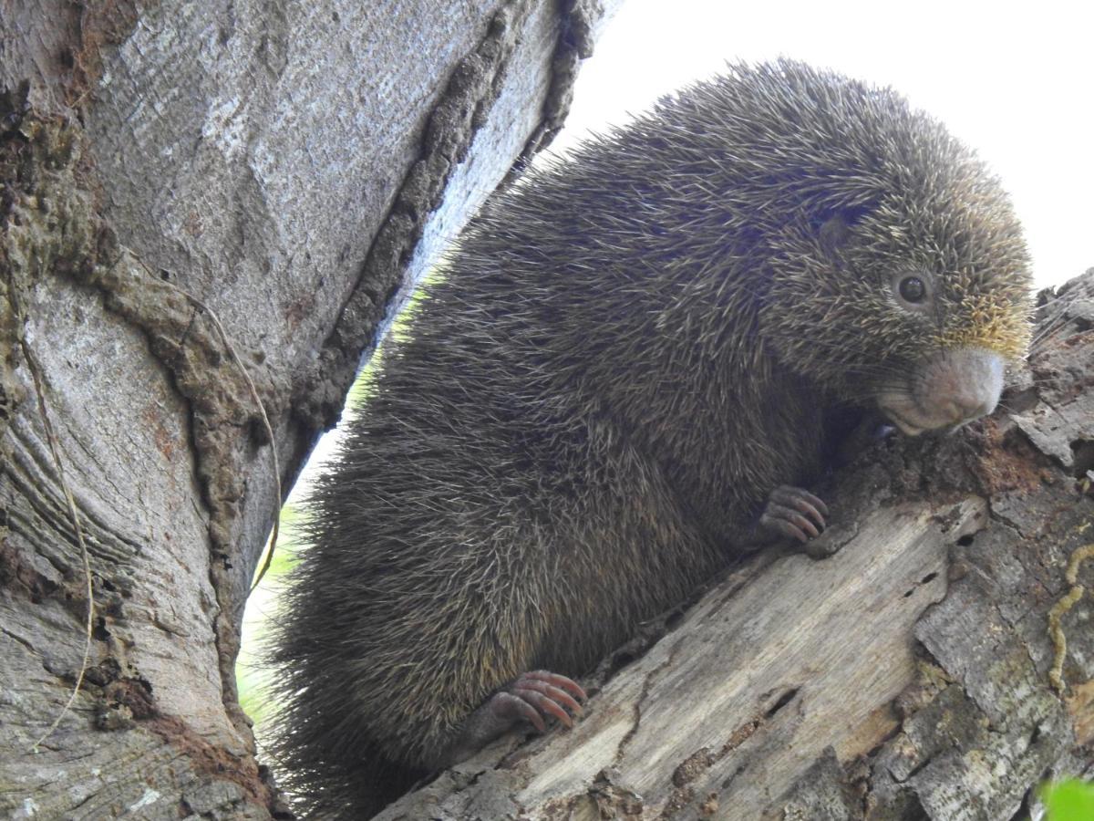 Arua Observacao De Vida Silvestre Praia do Forte Kültér fotó