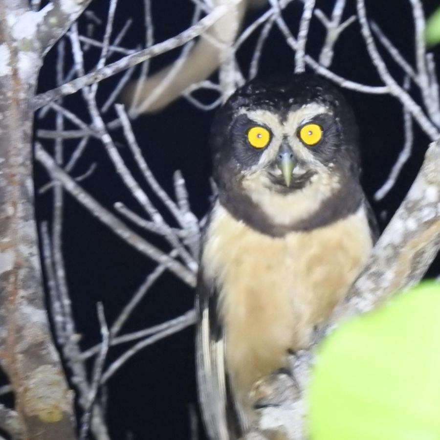 Arua Observacao De Vida Silvestre Praia do Forte Kültér fotó