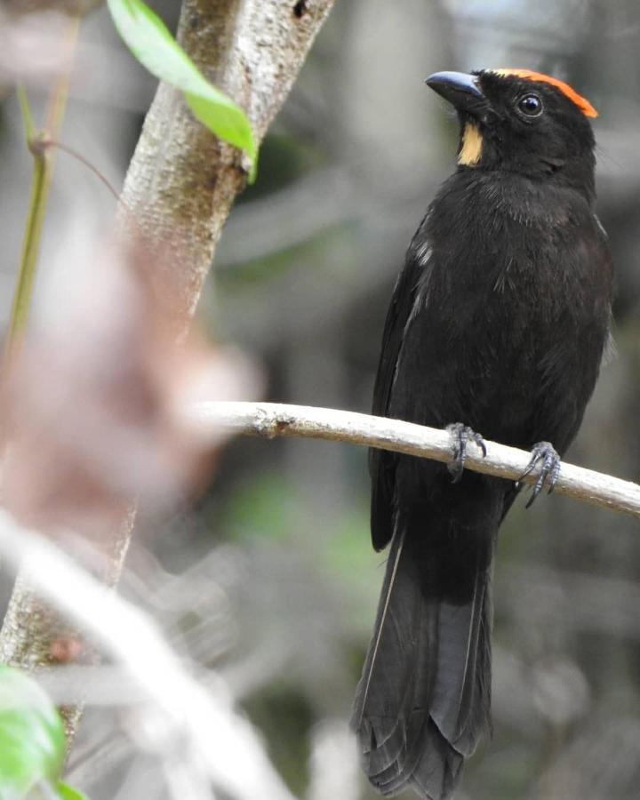 Arua Observacao De Vida Silvestre Praia do Forte Kültér fotó
