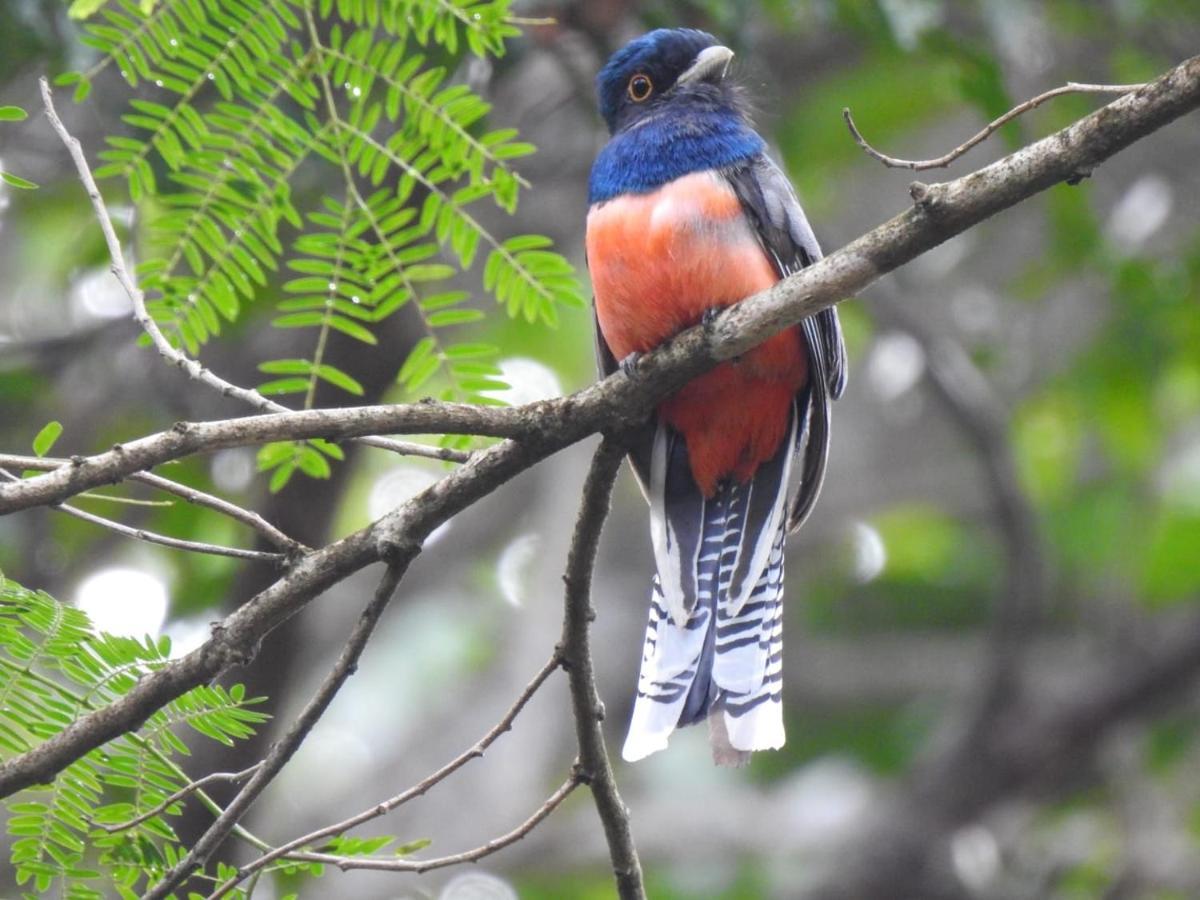 Arua Observacao De Vida Silvestre Praia do Forte Kültér fotó