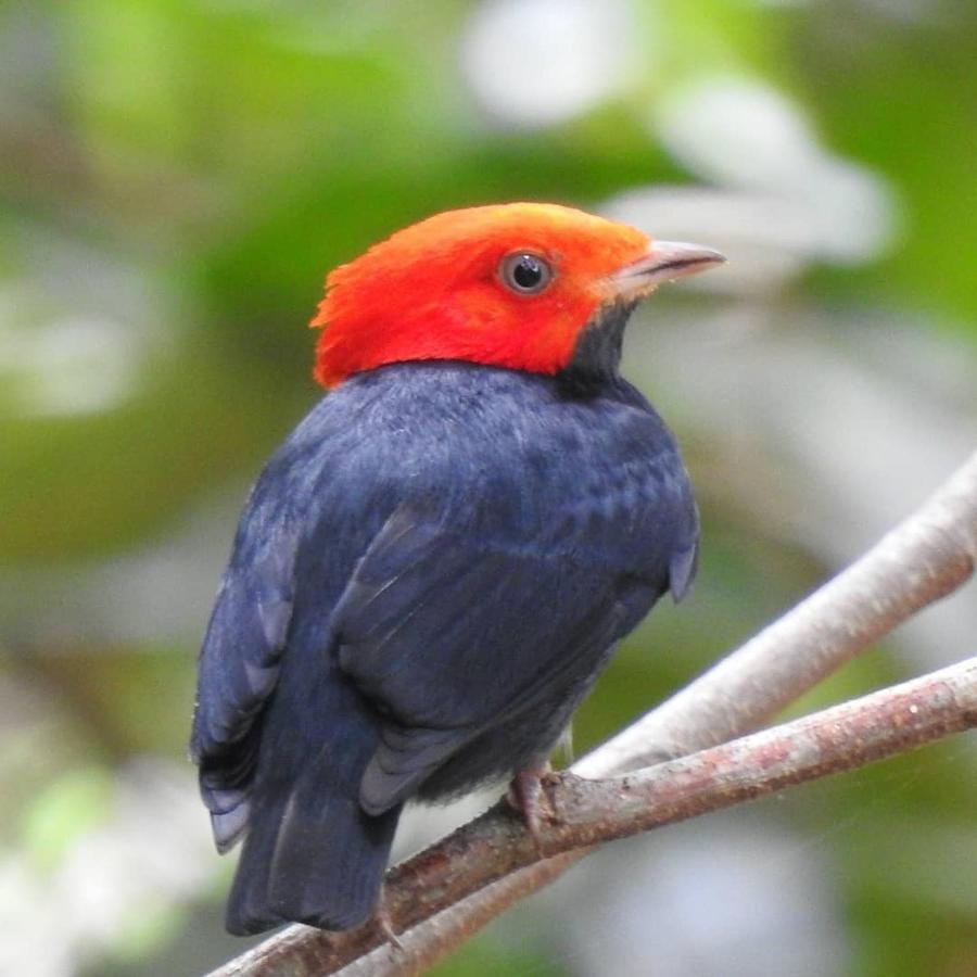 Arua Observacao De Vida Silvestre Praia do Forte Kültér fotó