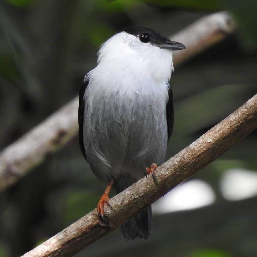 Arua Observacao De Vida Silvestre Praia do Forte Kültér fotó