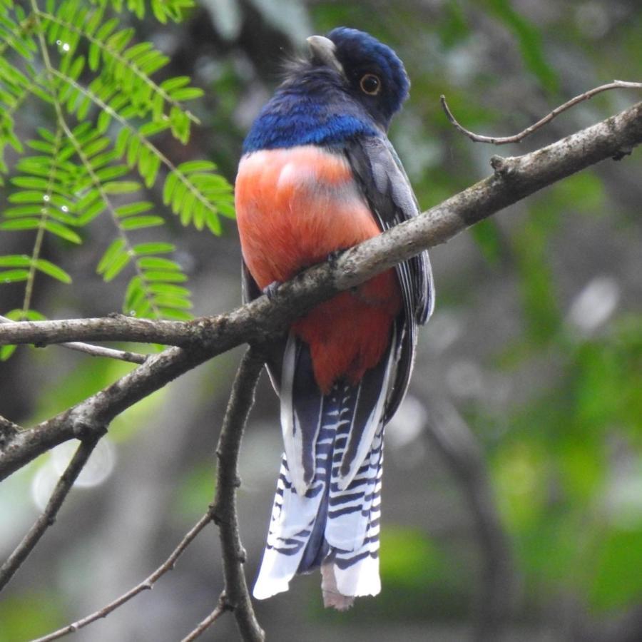 Arua Observacao De Vida Silvestre Praia do Forte Kültér fotó