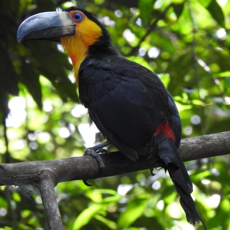 Arua Observacao De Vida Silvestre Praia do Forte Kültér fotó